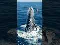 Blue whale breaching ocean