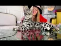 Shop Bengal Cats for Sale Online