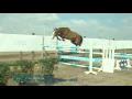 Download Lagu Fletcher ter Wilgen Z (For Pleasure x Taloubet Z) - Stallion - 2015