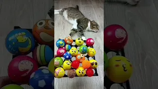Cat Barsik 🌈 Beads 📿 Dog 🐶 Reverse video