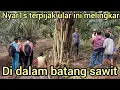 Lagu LAGI NYEMPROT DI KEBUN SAWIT WARGA KAGET ADA ULAR MELINGKAR DI DALAM BATANG SAWIT LANGSUNG LARI