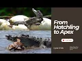 From Egg to Apex Predator The Incredible Life Cycle of a Crocodile