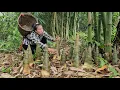 Lagu FULL VIDEO: Harvest bamboo shoots in the forest takes several days to sell with my daughter