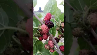 جولة سريعة في ارض  الرامس دندنها