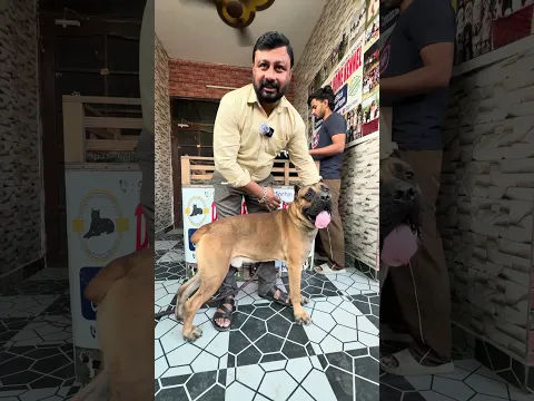 Indian history ka dog jo teen line up jita hai, #dog