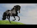SÉRGIO REIS - CAVALO PRETO