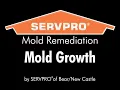 Understanding Mold Growth What Mold Needs to Grow