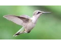 Download Lagu Suara Sayap Burung Kolibri