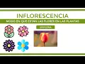 What is an INFLORESCENCE?