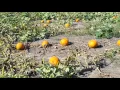 Heap s Giant Pumpkin Farm Minooka 10 10 2015 Walking the Pumpkin Patch 2