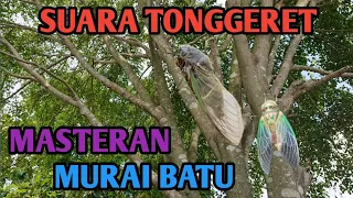 suara tonggeret dan gemercik air cocok untuk relaksasi dan masteran burung murai batu