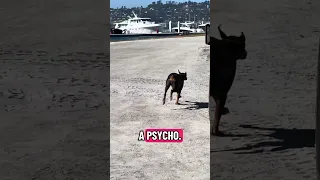 #Fyp #dream #doberman #pets #YouTube