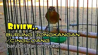 Download review burung jongkangan coklat-baru beli di ombyokan MP3