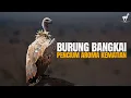 Burung Hering: Pembersih Dunia yang Mengerikan