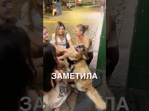Все внимание пёсику 🥰 #истории #история #новости #новость #shorts