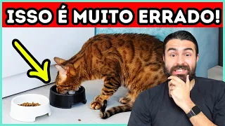 Não Coloque a Tigela de Comida e Água do Seu Gato NESSES LOCAIS!