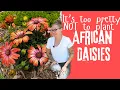 Why This African Daisy Will Change Your Garden Forever