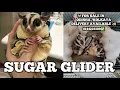 Sugar glider price in Kolkata sugar glider for sale in Kolkata 8144225100