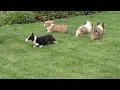 Welsh Corgi Puppies For Sale