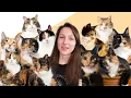 6 Facts You Probably Didn t Know About Calico Cats