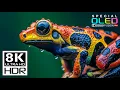 Most Beautiful 8K Video in The World | Dolby Vision 8K HDR 120 fps (8K/4K TV)