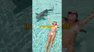 Swimming with and petting sharks!  #sharks #bahamas
