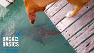 DOG SURVIVES CROC ATTACK!