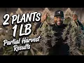 I Grew OVER 1 POUND With Just 2 PLANTS - Partial Harvest Results Infinity Grow S9 EP6