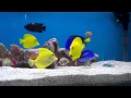 Marine Fish Feeding in Reef Aquarium YELLOW TANG REGAL TANG
