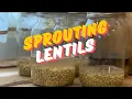 Sprouting Lentils for Chickens A Farming Hack How to sprout Lentils for chickens