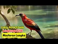 Download Lagu Terapi Suara Murai Batu 'Golden Time' untuk Pemulihan Mental Burung