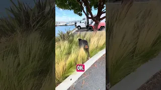 #fyp #dream #doberman #pets #youtube