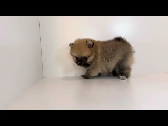 動画