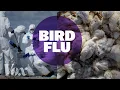 Is it time to worry about bird flu