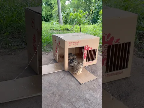 Create Unique Quick Quail Trap Using Cardboard Box #shortvideo