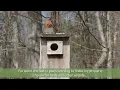 DIY Wild Bird Habitat Projects - Bird Pond, Stream, Dripper, Baths, & Puddle
