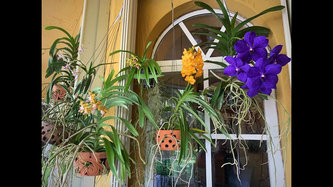 VANDA ORCHID CARE UPDATE, NEW BLOOMS IN 2019