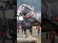Download Lagu Biggest Horse In the world😍 #horse #biggest #world #shorts