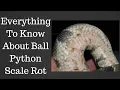 Everything To Know About Ball Python Scale Rot - Benjamin s Exotics
