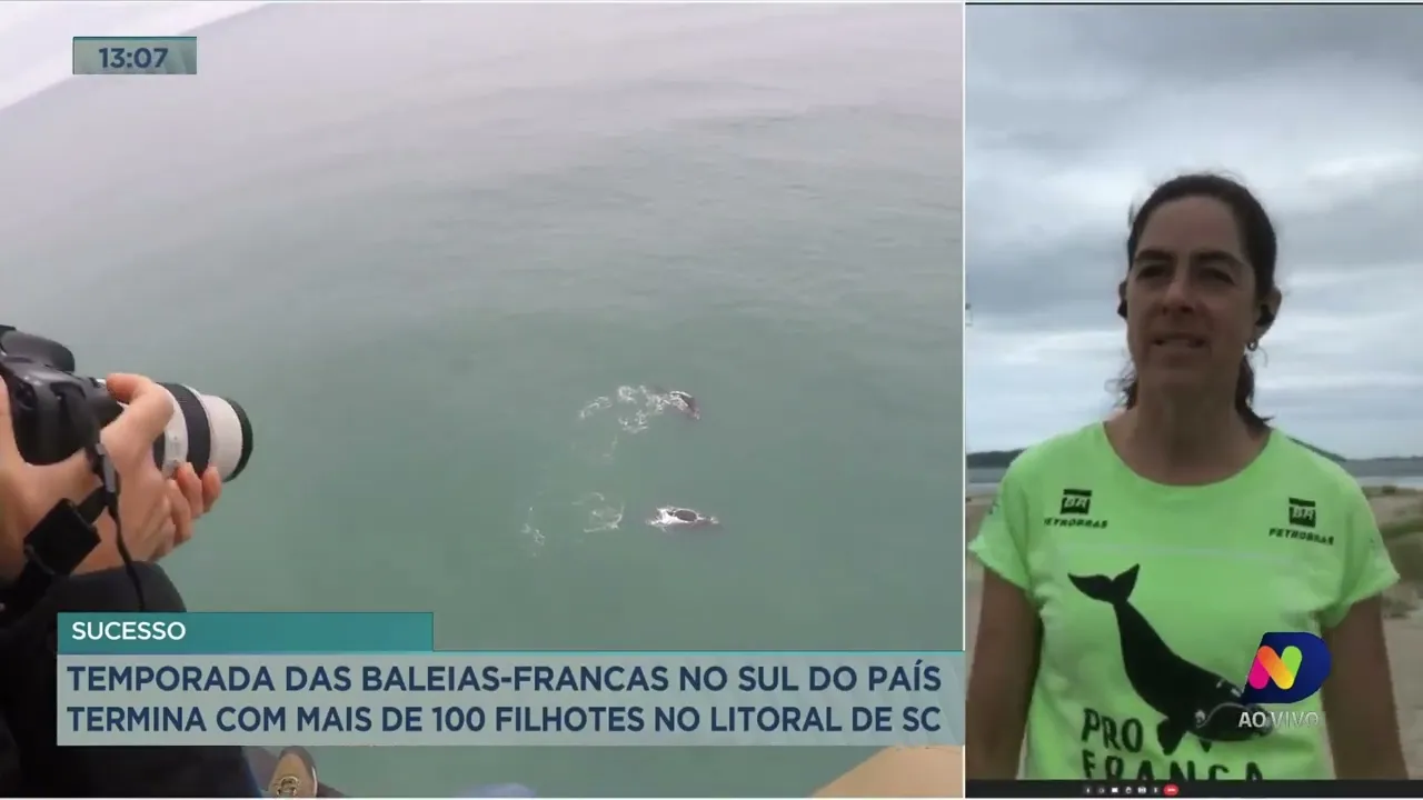 Temporada de baleias-francas no sul do país termina com mais de 100 filhotes no litoral de SC