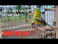 Download Lagu TIPS MERAWAT SIRTU AGAR BISA GACOR SETIAP SAAT