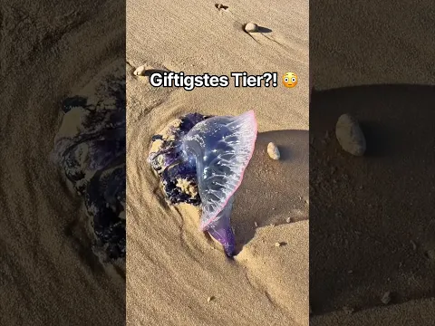 Die giftigste Qualle der Welt?! 😬 Was davon wisst ihr schon über Portugal? 🇵🇹