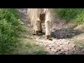Download Lagu Goats of the Gully