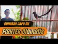 Download Lagu 3 Cara Ampuh mengatasi MURAI BATU tidak punya MENTAL‼️
