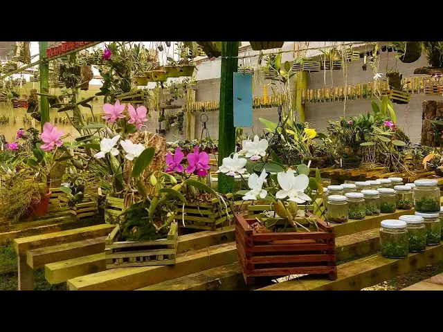 COLORAÇÕES DE ORQUÍDEAS CATTLEYA WALKERIANA E SOPHRONITIS CERNUA