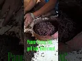 Download Lagu PROSES \u0026 CARA PANEN CACING TANAH ANC | African Nightcrawler Worm Harvest