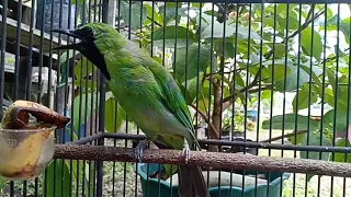 suara pikat cucak ijo borneo