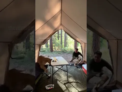 Mountain Lion invades Forest Camp