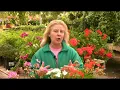 Download Lagu Problems with Geraniums