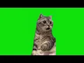 Shocked Cat Meme Green Screen